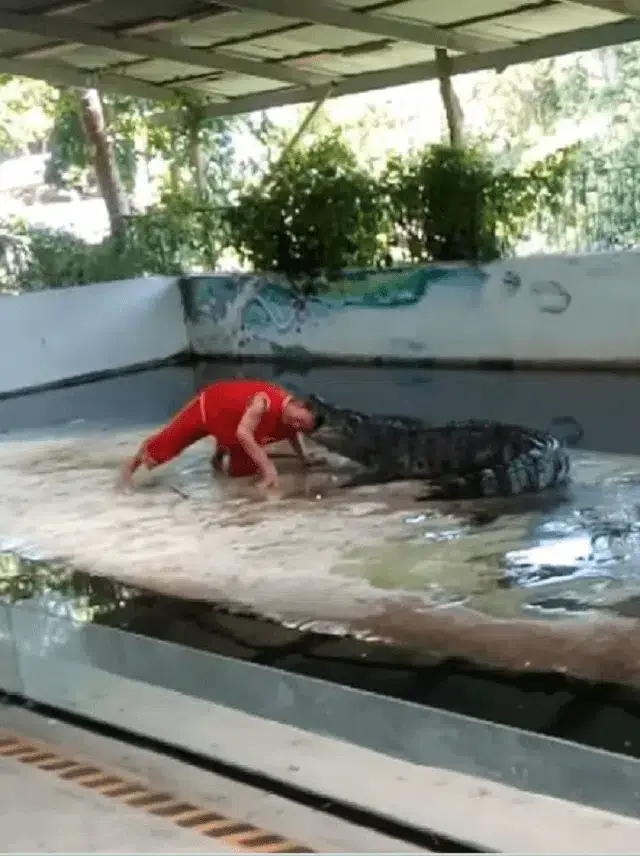 Crocodilo morde cabeça de treinador em zoológico