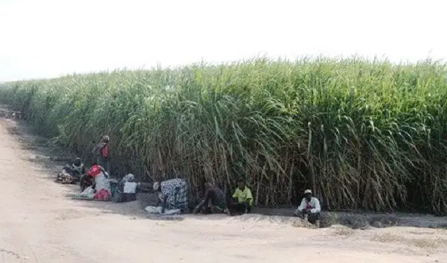 Greve na Maragra