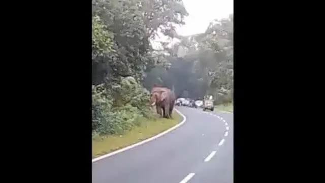 Turista é morto por elefante quando tentava tirar selfie