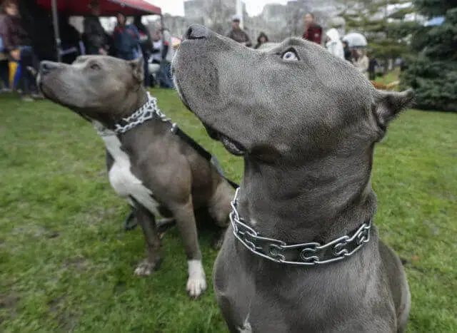 Million Mutt March
