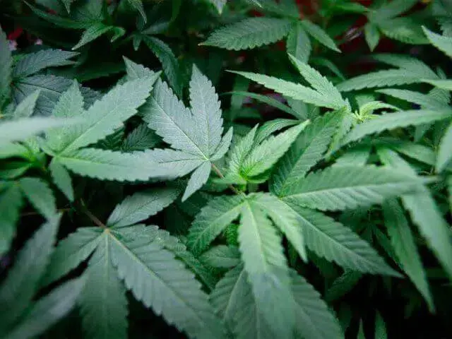 Uso recreativo da maconha é liberado na Califórnia