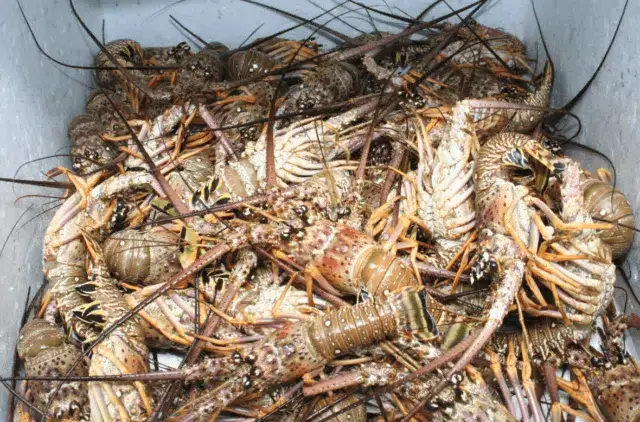 Dez cidadãos detidos por pesca ilegal de lagosta e camarão