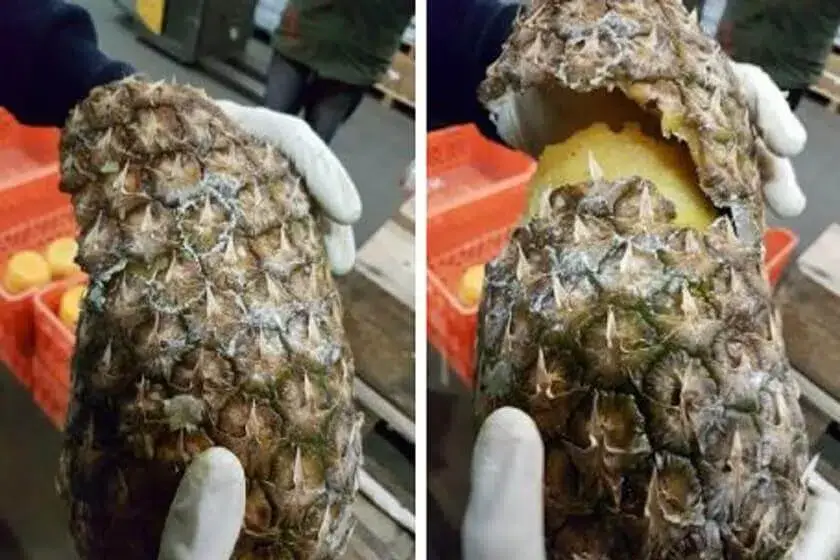 Frutas eram transportadas em contêineres da América Latina para a Europa
