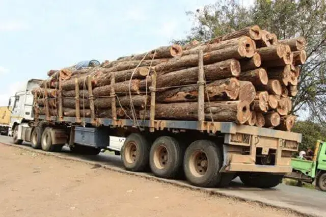Moçambique emite novas regras para exploração e exportação de madeira