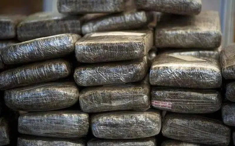 Polícias garantem que ratos comeram meia tonelada de marijuana apreendida
