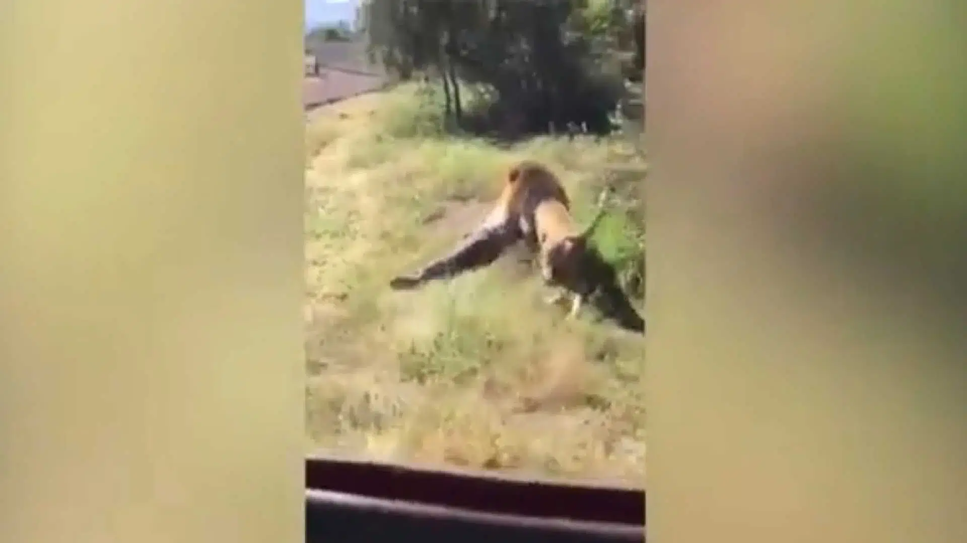 Dono de Parque Selvagem atacado por leão