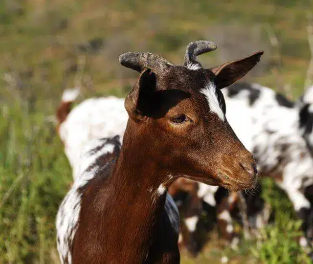 Jovem que estuprou cabrito até a morte é obrigado a lobolar o animal