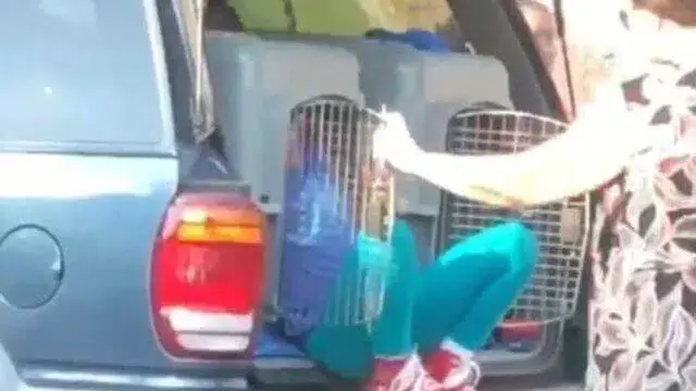 Avó detida por viajar com netas dentro de transportadoras de animais