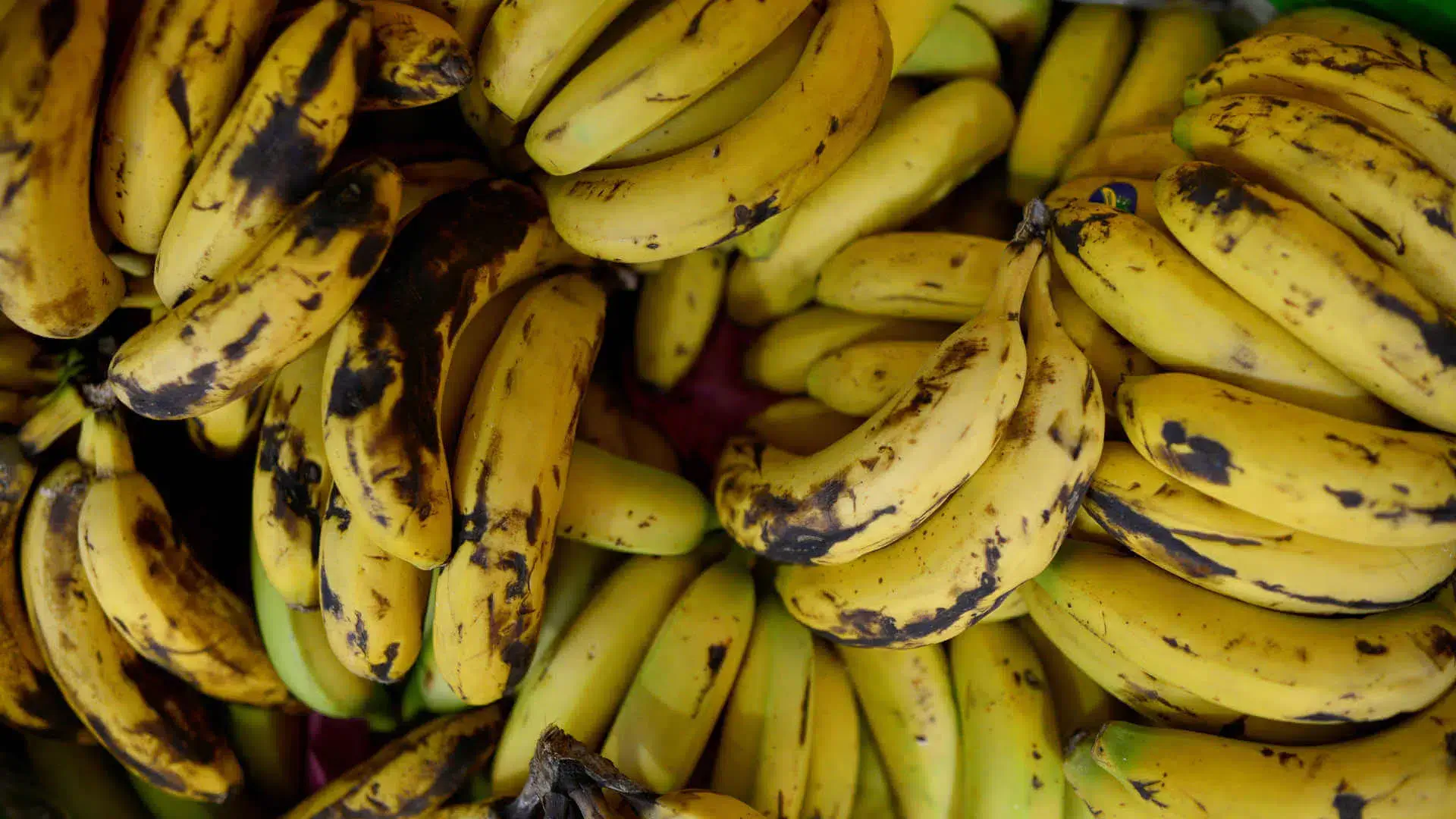 Apreendidas-mais-de-cinco-toneladas-de-cocaína-escondidas-em-bananas