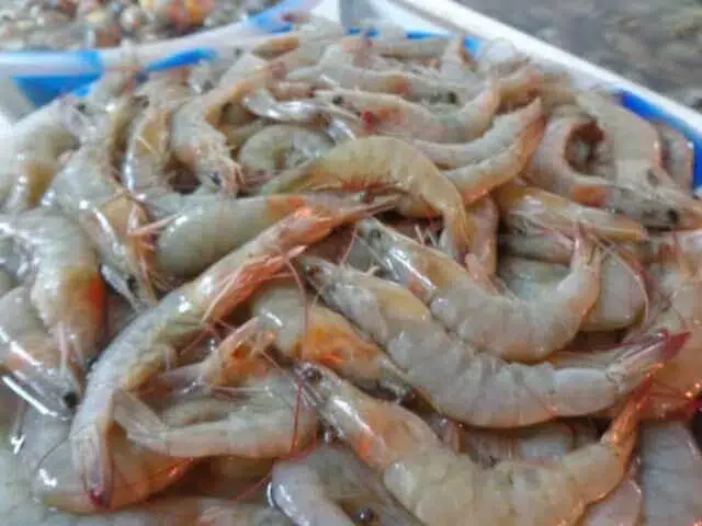 Governo moçambicano proíbe pesca de camarão nos próximos dois meses
