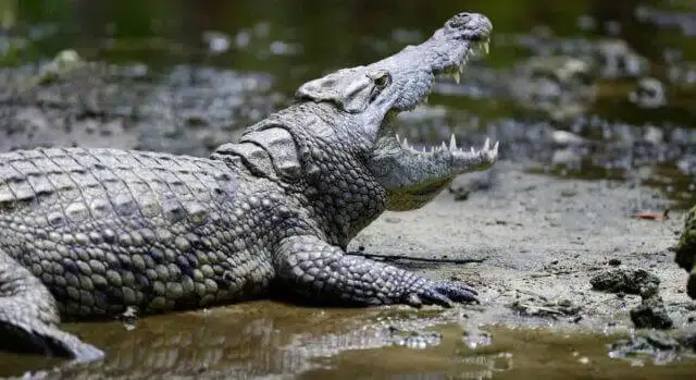 Onze mulheres mortas por crocodilo em Mocuba