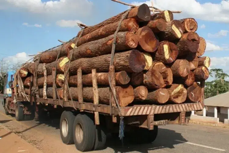 Justiça moçambicana vai investigar venda de madeira proibida
