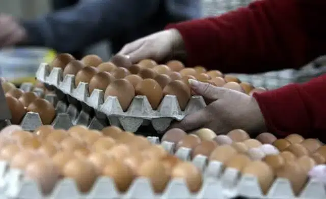 População venezuelana boicota compra de ovos para fazer baixar os preços