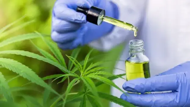 Brasil aprova venda de medicamentos à base de canábis sativa