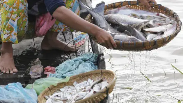 Mais de 200 quilos de pescado apreendidos em Maputo