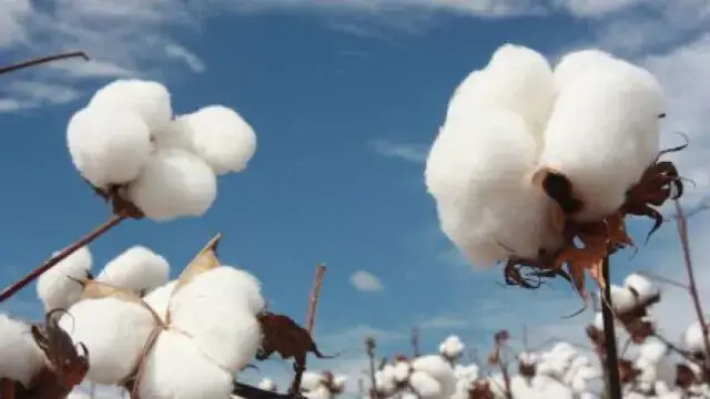 Produtores e fomentadores do algodão divergem no preço de compra