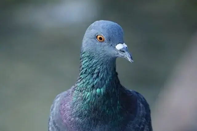 Detido pombo suspeito de espionagem na Índia