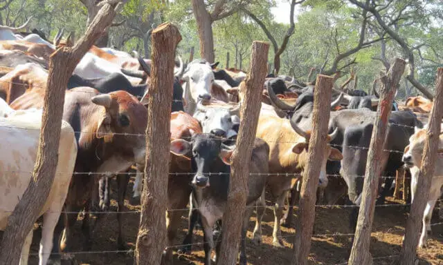 Detido suposto cabecilha do grupo que roubava gado em Manica