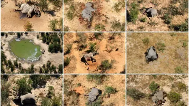 Teme-se que vírus que matou 400 elefantes possa ser transmitido a humanos