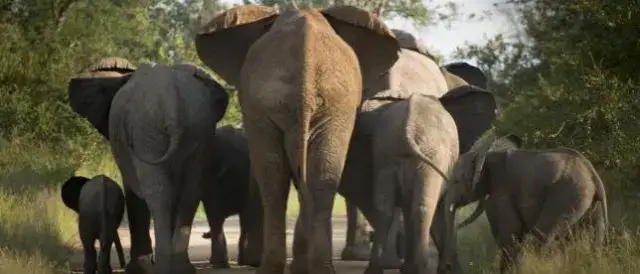 Comunidades acusam autoridades de proteger a fauna em detrimento da vida humana