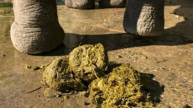 Namíbia alerta para a venda de fezes de elefante como cura para a Covid