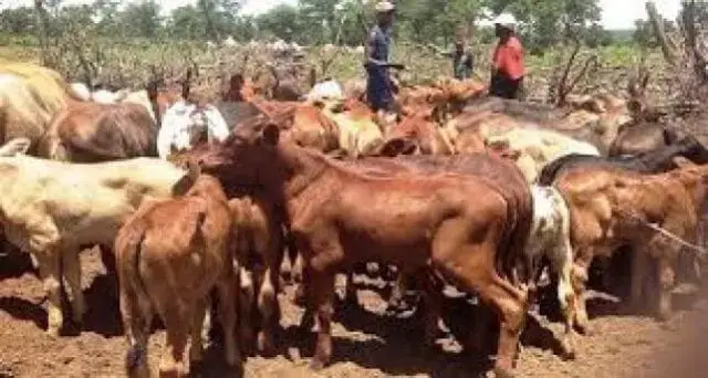 24 mil dozes de vacina necessárias para controlo da febre aftosa na Zambézia