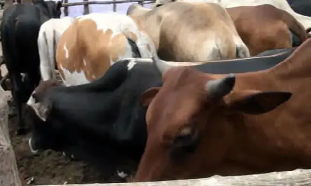 Sul-africano detido na posse de 55 bovinos supostamente roubadas em Matutuíne