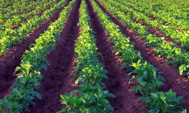 Ataques terroristas comprometem produção agrícola em Cabo Delgado