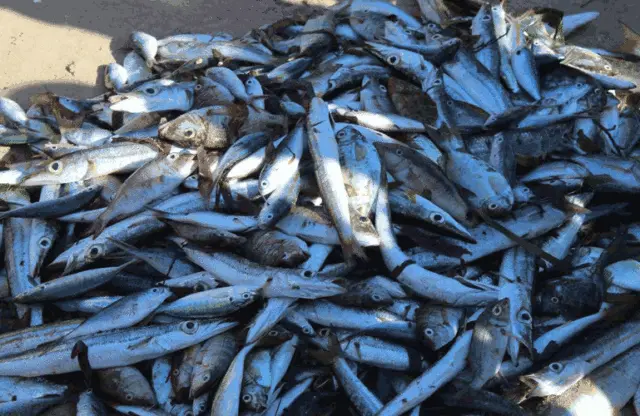 Apreendidas quatro toneladas de peixe e camarão fino em Sofala