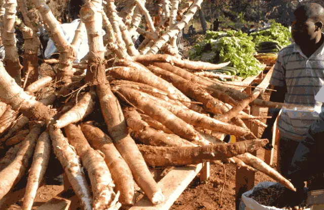 Criança morre por consumo de farinha amarga em Memba