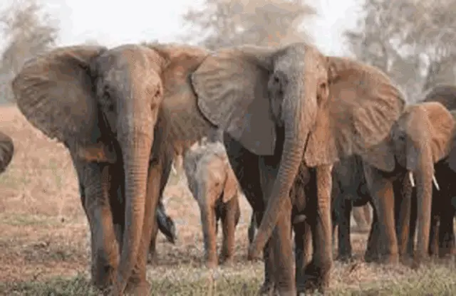 Oito elefantes destroem culturas e assustam habitantes do sul de Moçambique