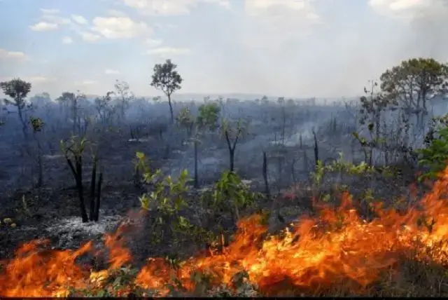Zambézia Criminosos do meio ambiente, cuidem-se!