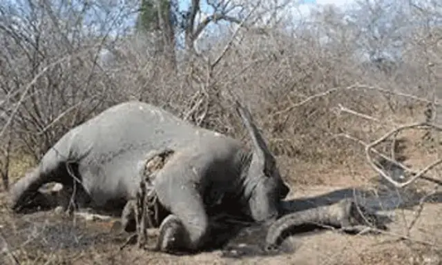 Abatido elefante que semeava pânico em Magude