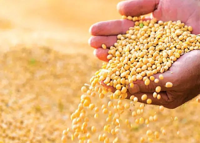 Produção de soja está a melhorar a vida de jovens produtores em Gurué
