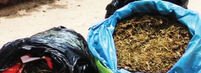 Cidadão detido na posse de 36 kg de cannabis sativa em Mocuba