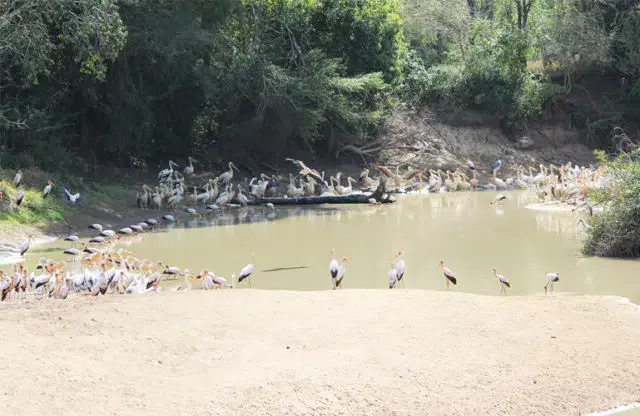 Produtos químicos de origem desconhecida contaminaram água de rio em Sofala