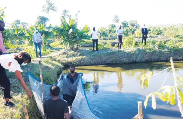 Inhambane quer elevar o nível de produção no ramo da aquacultura