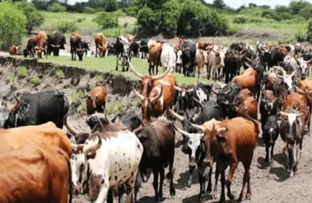 Jovem foi detido por roubo de mais de 200 cabeças de gado em Matutuíne