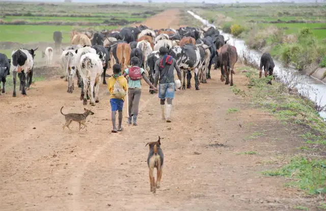 Autoridade veterinária reviu medidas de controlo e vigilância para travar a febre aftosa