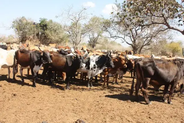 Cerca de 445 mil bovinos serão imunizados contra febre aftosa no país