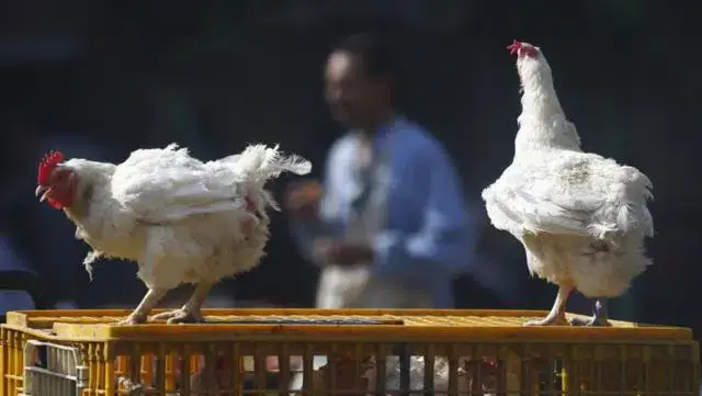 Hong Kong suspendeu importação de frango de Lisboa após casos de gripe aviária