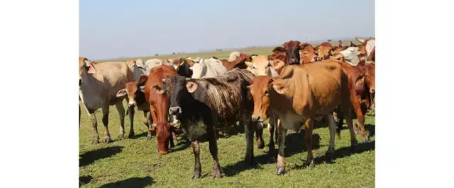 MADER interdita importação de animais, seus produtos e subprodutos da África do Sul