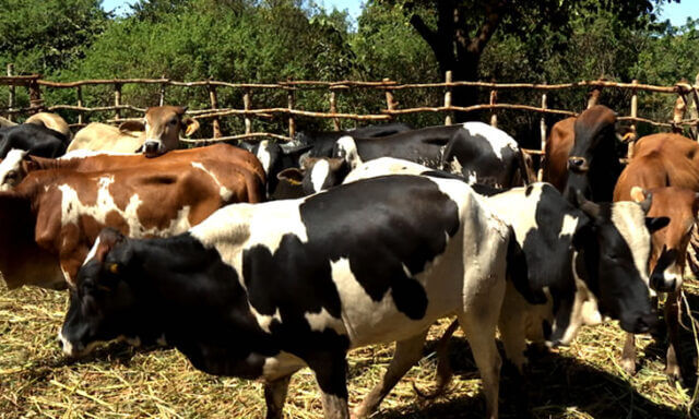 Mais de 700 bovinos recuperados após terem sido arrastados pelas águas