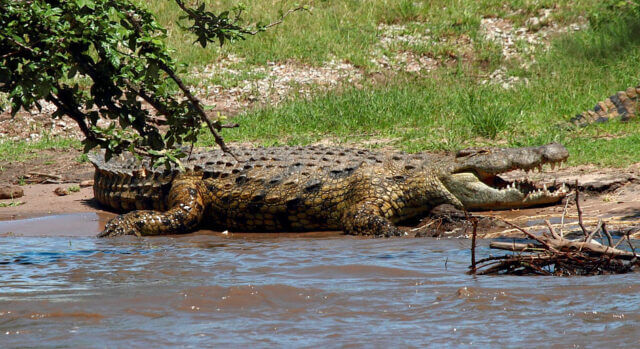 Rio Chire- Crocodilos matam quatro pessoas