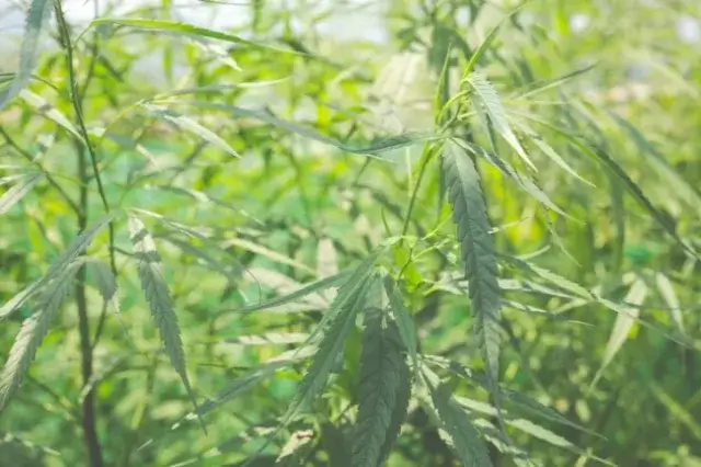 SERNIC desmantela cerca de 4 hectares de plantação de soruma em Maputo