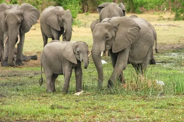 Sofala- Elefantes e búfalos voltam a criar pânico em Nhamatanda