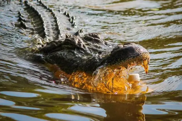 Um morto e quatro desaparecidos devido a ataques de crocodilos no rio Chire