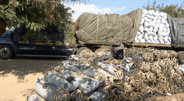 ANAC investiga contrabando de carvão vegetal para países vizinhos