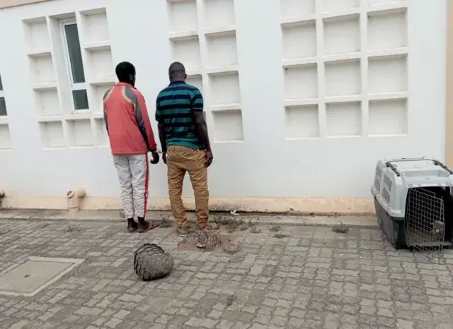 Dois indivíduos detidos em flagrante delito na posse de um pangolim