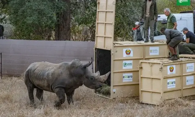 Zinave recebe mais 10 rinocerontes